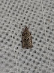 Isotenes miserana