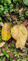 Ficus beddomei