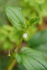 Hackelia latifolia