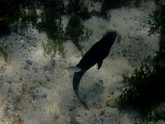 Atypichthys strigatus