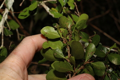 Planchonella cotinifolia