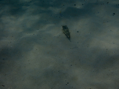 Tetractenos glaber