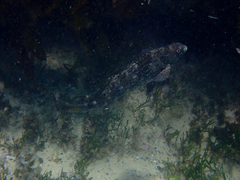 Aplodactylus lophodon