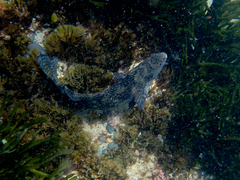 Aplodactylus lophodon