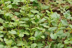 Hackelia latifolia