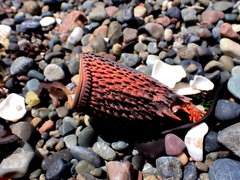 Sagmariasus verreauxi