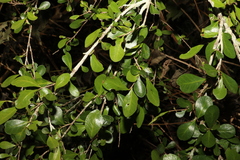 Planchonella cotinifolia