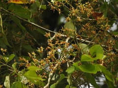 Syzygium gardneri