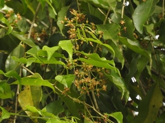 Syzygium gardneri