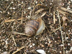 Helix albescens