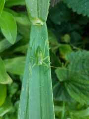 Tettigonia