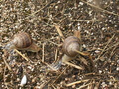 Helix albescens