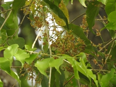 Syzygium gardneri