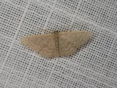 Idaea philocosma
