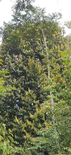 Image of Knema attenuata by (c) T R Shankar Raman, some rights reserved (CC BY)