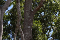 Brachychiton discolor