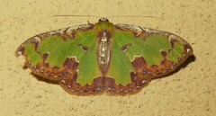 Eucyclodes buprestaria