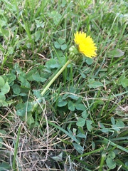 Taraxacum officinale