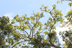 Brachychiton discolor