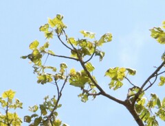 Brachychiton discolor