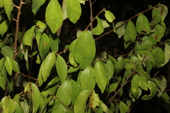 Bridelia leichhardtii