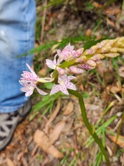 Dipodium pardalinum