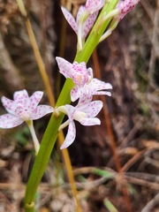Dipodium pardalinum