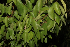Bridelia leichhardtii