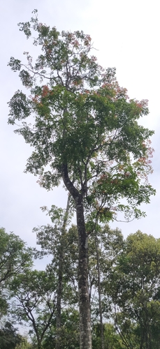 Acrocarpus fraxinifolius, photograph 4