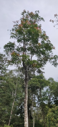 Image of Kenya coffeeshade by (c) T R Shankar Raman, some rights reserved (CC BY)