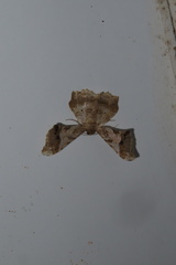 Krananda oliveomarginata