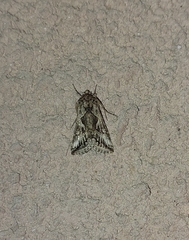 Cornutiplusia circumflexa