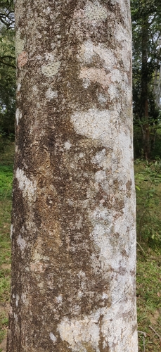 Image of Acrocarpus fraxinifolius by (c) T R Shankar Raman, some rights reserved (CC BY)