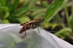 Calliptamus italicus