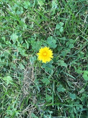 Taraxacum officinale