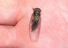 Atrapsalta corticina