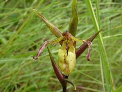 Phragmipedium longifolium