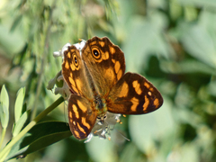 Heteronympha solandri