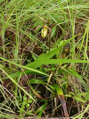 Phragmipedium longifolium