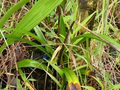 Phragmipedium longifolium