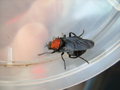 Clitellaria ephippium