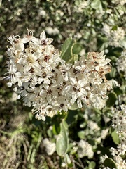 Ceanothus crassifolius