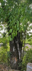 Ficus tsjakela