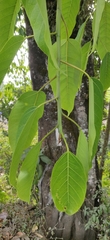 Ficus tsjakela