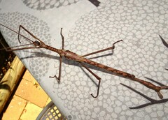 Acrophylla enceladus