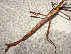 Acrophylla enceladus