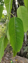 Ficus tsjakela