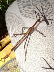 Acrophylla enceladus