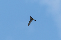Aerodramus brevirostris