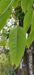 Ficus tsjakela